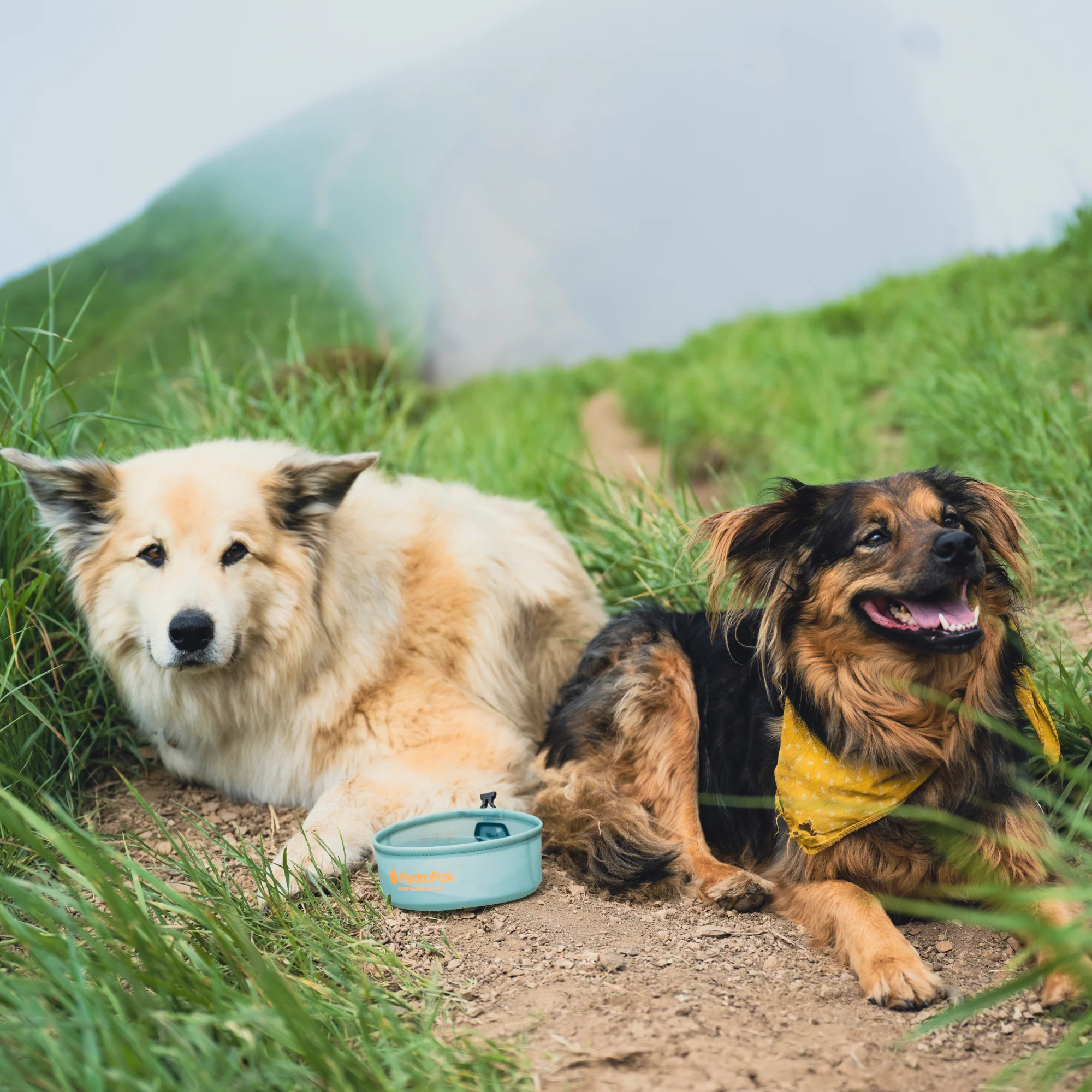 Rover Dog Bowl - Image 7